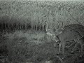 11 pt buck