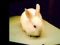 My Rabbits