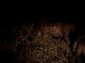 Hyaenas