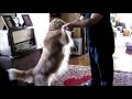 I am my dog\ I am my dog\