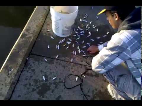 netting shad
