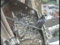 Derby Peregrine Falcon 14 - Death Wish Pigeon