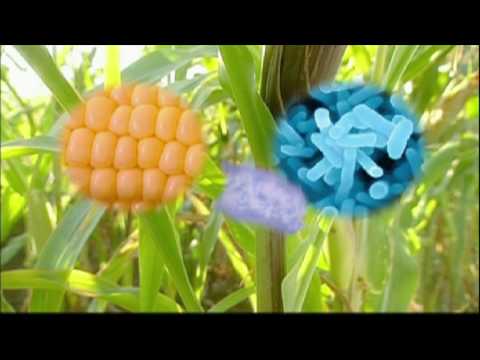 Genetically Modified Foods