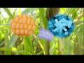 YOURTRUTH- Genetically Modified Foods Part 1