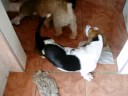 Mel, a basset hound