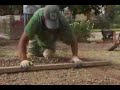 Pacific Pavingstone How to Install Paving Stones