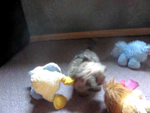 home of the GREATEST shorkie puppies