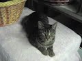 Sambura - Polydactyl Tiger