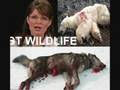 The REAL Sarah Palin is the Michael Vick of Alaska....