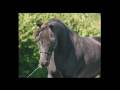 YouTube - Circle J 2005 Show Geldings