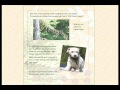 Mr. Pish's Woodland Adventure Book Trailer