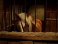 Toby Robusto! Rescued Haflinger pony gelding