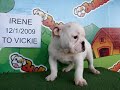 English bulldog For Sale - Irene - http://www.bullcanes.net - ceo@bullcanes.net