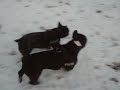 Thyson&Kira im .Schnee 2008 Thyson&Kira im .Schnee 2008