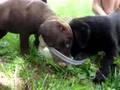 Chocolate and Black Lab Puppies Playing With Children