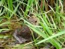 Toad