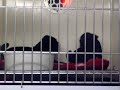 the dogs in the mall