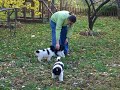 Pups