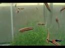 betta macrostoma 010408 betta macrostoma 010408