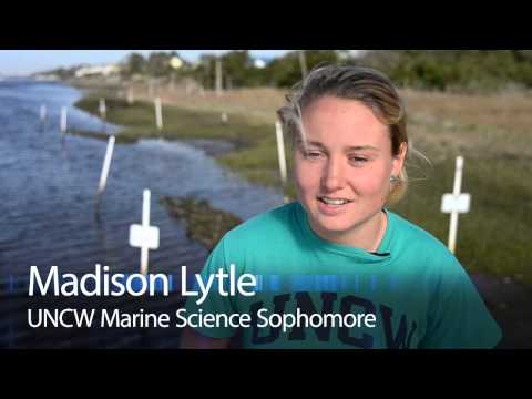 how to harvest oysters in nc