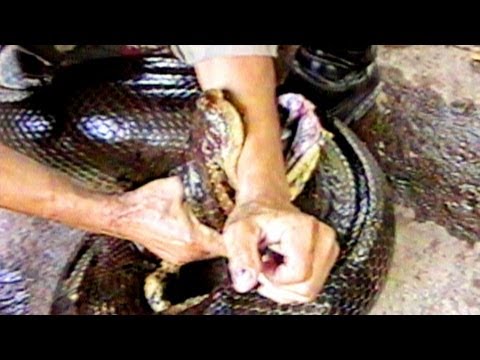 YouTube reptile video
