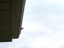 Swallow Attack