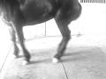videos de El GORILLA UNO DE LOS CABALLOS DE GORDO FRANCO