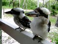 Feeding Kookaboroughs