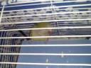 cookie talking inside cage.3g2