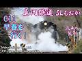 【梅と菜の花が咲く】蒸気機関車C11 真岡鐵道 2019年 早春　Steam locomotive in Japan