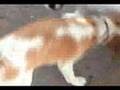 金城ふ頭のゆかいな仲間たち〜一太郎編