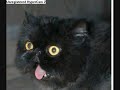 funny cats and dogs