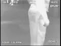 Infered Fart