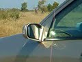 Serval catching Puffadder Serval catching Puffadder