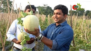 Rock melon (রক মেলন)- সফল বানিজ্যিক চাষ বাংলাদেশে