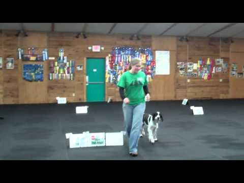 WCRL - He is a less than a month shy of 15 years old in this video. What a good boy!
