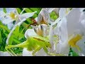 Video: White Orchid Mantis Catches Cricket Seconds Before It Catches Mantis