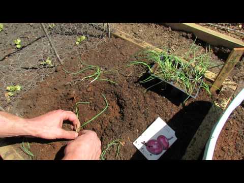 how to transplant onion plants