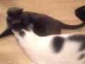 Cats Fighting.