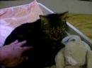 Jimmy the used to be feral cat at Spaymart Jimmy the used to be feral cat at Spaymart