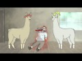 Lamas mit Hüten