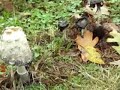 Mushrooms in autumn