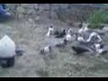 Ku?lar ku?lar?m ku? g�vercin takla taklac?