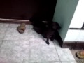 puppy2.3gp