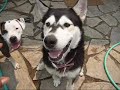 Aspen, the Malamute Puppy
