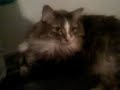 kitty overload