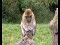 Barbary Macaques