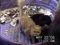 Vom Barron's Pride GSD (Widow's pups with Clyd-a-scope Cats