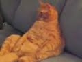 Garfield is REAL! His posture is priceless
