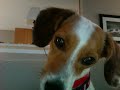 Re: Beagle Odie Sings Along With Siren! Re: Beagle Odie Sings Along With Siren!